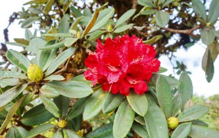 trek doi inthanon national park, trekking doi inthanon national park, trekking kiew mae pan, trekking at kew mae pan, hiking at kew mae pan