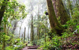 trek doi inthanon national park, trekking doi inthanon national park, trekking kiew mae pan, trekking at kew mae pan, hiking at kew mae pan