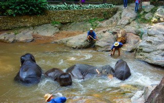chiang mai highlights, chiang mai highlights tour, private tour chiang mai, tour chiang mai, mae sa elephant camp, mae sa elephant park, elephant mae sa