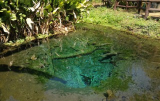 private tour chiang mai, chiang mai elephant care, elephant activities in chiang mai, tour chiang mai, bua tong waterfalls, sticky waterfalls, sticky waterfalls chiang mai