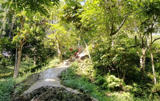 private tour chiang mai, chiang mai elephant care, elephant activities in chiang mai, tour chiang mai, bua tong waterfalls, sticky waterfalls, sticky waterfalls chiang mai