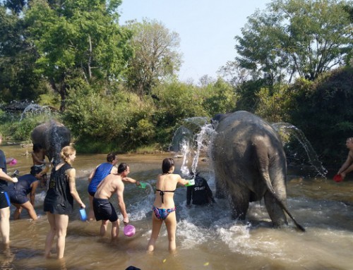 Elephant Tour02: Full Day Chiang Mai Elephant Volunteer
