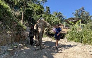 private tour chiang mai, chiang mai elephant care, elephant activities in chiang mai, tour chiang mai, bamboo rafting adventure, bamboo rafting, chiang mai bamboo rafting