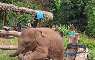 private tour chiang mai, chiang mai elephant care, elephant activities in chiang mai, tour chiang mai, bamboo rafting adventure, bamboo rafting, chiang mai bamboo rafting