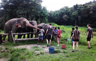private tour chiang mai, chiang mai elephant care, elephant activities in chiang mai, tour chiang mai, bamboo rafting adventure, bamboo rafting, chiang mai bamboo rafting
