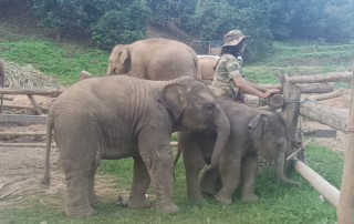 private tour chiang mai, chiang mai elephant care, elephant activities in chiang mai, tour chiang mai, bamboo rafting adventure, bamboo rafting, chiang mai bamboo rafting