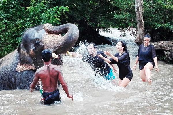 elephant jungle paradise park,elephant jungle paradise park chiang mai, chiang mai elephant volunteer, chiang mai elephant