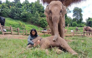 private tour chiang mai, chiang mai elephant care, elephant activities in chiang mai, tour chiang mai, bamboo rafting adventure, bamboo rafting, chiang mai bamboo rafting