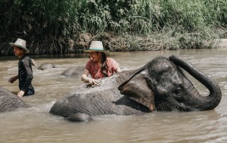 private tour chiang mai, chiang mai elephant care, elephant activities in chiang mai, tour chiang mai, mae rim elephant camp, mae rim elephant farm