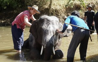 private tour chiang mai, chiang mai elephant care, elephant activities in chiang mai, tour chiang mai, mae rim elephant camp, mae rim elephant farm