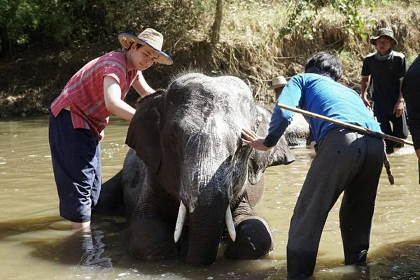 chiang mai elephant training, chiang mai elephant care, chiang mai elephant sanctuary, chiang mai elephant