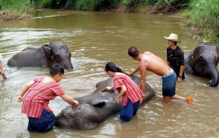 private tour chiang mai, chiang mai elephant care, elephant activities in chiang mai, tour chiang mai, mae rim elephant camp, mae rim elephant farm