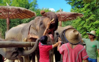 private tour chiang mai, chiang mai elephant care, elephant activities in chiang mai, tour chiang mai, mae rim elephant camp, mae rim elephant farm