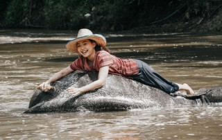 private tour chiang mai, chiang mai elephant care, elephant activities in chiang mai, tour chiang mai, mae rim elephant camp, mae rim elephant farm