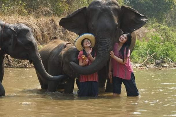 half day elephant care, half elephant tour, chiang mai elephant care, chiang mai elephant tour
