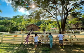 phoenix zipline adventure, phoenix zipline adventure park phoenix adventure park, phoenix zipline chiang mai