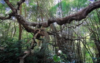 1 day chiang mai trekking chiang dao area, 1 day chiang mai trekking chiang dao, chiang mai trekking chiang dao, trekking chiang dao, trekking chiang dao wildlife sanctuary, hiking chiang dao wildlife sanctuary, hiking chiang dao