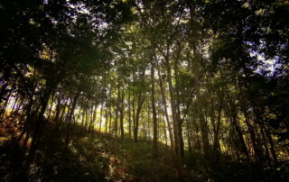 1 day chiang mai trekking chiang dao area, 1 day chiang mai trekking chiang dao, chiang mai trekking chiang dao, trekking chiang dao, trekking chiang dao wildlife sanctuary, hiking chiang dao wildlife sanctuary, hiking chiang dao