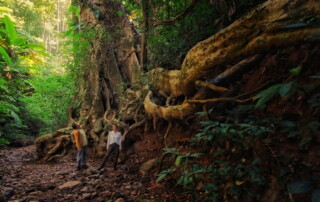 1 day chiang mai trekking chiang dao area, 1 day chiang mai trekking chiang dao, chiang mai trekking chiang dao, trekking chiang dao, trekking chiang dao wildlife sanctuary, hiking chiang dao wildlife sanctuary, hiking chiang dao