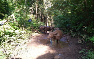 1 day chiang mai trekking chiang dao area, 1 day chiang mai trekking chiang dao, chiang mai trekking chiang dao, trekking chiang dao, trekking chiang dao wildlife sanctuary, hiking chiang dao wildlife sanctuary, hiking chiang dao
