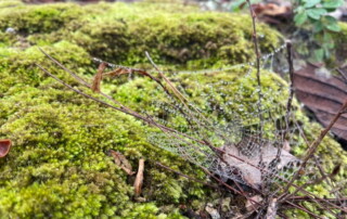 1 day chiang mai trekking chiang dao area, 1 day chiang mai trekking chiang dao, chiang mai trekking chiang dao, trekking chiang dao, trekking chiang dao wildlife sanctuary, hiking chiang dao wildlife sanctuary, hiking chiang dao