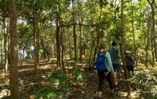 1 day chiang mai trekking chiang dao area, 1 day chiang mai trekking chiang dao, chiang mai trekking chiang dao, trekking chiang dao, trekking chiang dao wildlife sanctuary, hiking chiang dao wildlife sanctuary, hiking chiang dao