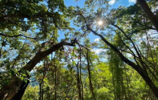 1 day chiang mai trekking chiang dao area, 1 day chiang mai trekking chiang dao, chiang mai trekking chiang dao, trekking chiang dao, trekking chiang dao wildlife sanctuary, hiking chiang dao wildlife sanctuary, hiking chiang dao