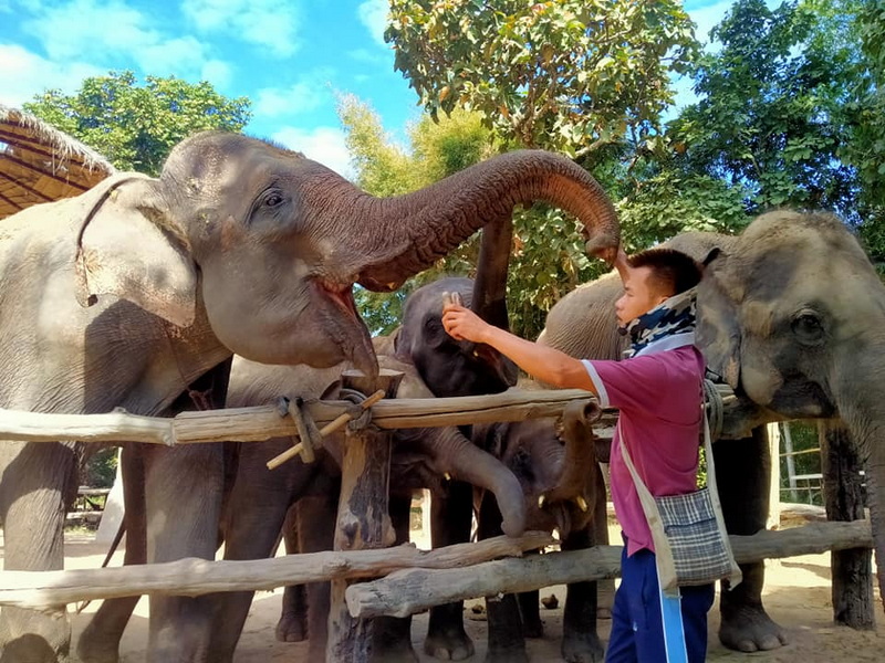 mae rim elephant home, maerim elephant home, mae rim elephant camp, maerim elephant camp