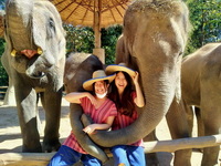 mae rim elephant home, maerim elephant home, mae rim elephant camp, maerim elephant camp package tours chiang mai