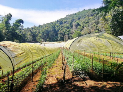 Pha Dok Siew Nature Trail : Trekking Through Scenic Landscapes