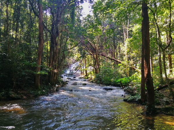 trekking pha dok siew nature trail, pha dok siew nature trail, trekking baan mae klang luang, baan mae klang luang, trekking pha dok siew, hiking pha dok siew