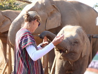 chiang mai elephant care, half day elephant care at elephant jungle sanctuary, elephant jungle sanctuary, half day elephant care at kanta, elephant care at kanta, elephant care at elephant jungle sanctuary
