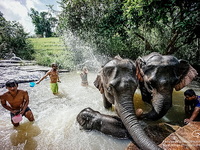 full day elephant care at elephant jungle sanctuary, elephant jungle sanctuary, full day elephant care at elephant jungle sanctuary,care at kanta, chiang mai elephant care