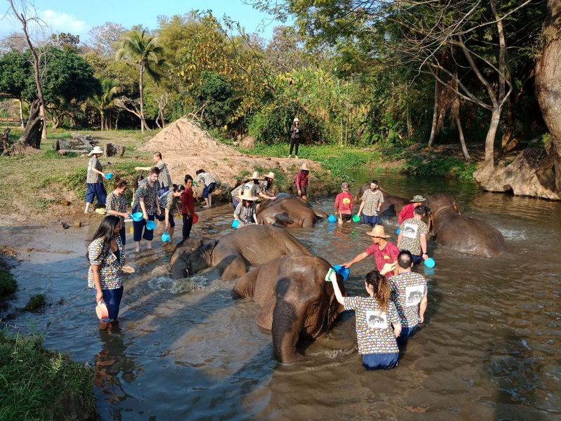 kanta elephant sanctuary, kanta elephant sanctuary chiang mai, kanta elephant camp, kanta elephant park, kanta elephant camp chiang mai