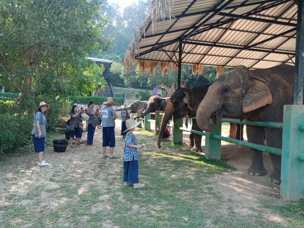 half day elephant care at kanta elephant sanctuary, kanta elephant sanctuary, half day elephant care at kanta, elephant care at kanta, elephant care at kanta elephant sanctuary