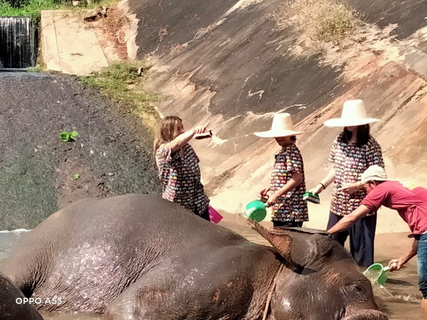 kanta elephant sanctuary, kanta elephant sanctuary chiang mai, kanta elephant camp, kanta elephant park, kanta elephant camp chiang mai