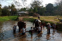 half day elephant care at kanta elephant sanctuary, kanta elephant sanctuary, half day elephant care at kanta, elephant care at kanta, elephant care at kanta elephant sanctuary