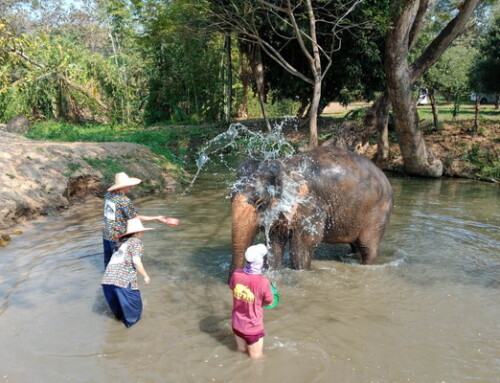 Elephant Tour04: Full Day Elephant Care at Kanta Elephant Sanctuary