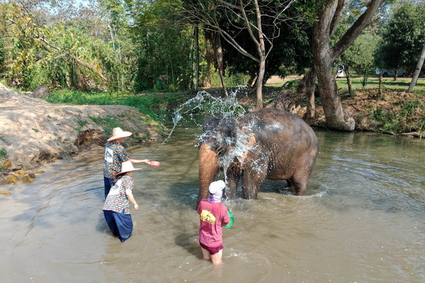 full day elephant care at kanta elephant sanctuary, kanta elephant sanctuary, full day elephant care at kanta, elephant care at kanta, elephant care at kanta elephant sanctuary