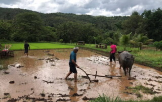 chiang mai maewin trekking, authentic chiang mai maewin trekking, trekking maewin, chiang mai trekking maewin, chiang mai trekking, trekking in chiang mai