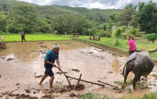 2 days chiangmai trek, 2 days chiang mai trek maewin area, mae wang elephant camp, elephant care mae wang