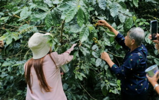 chiang mai coffee farm tour, coffee farm tour in chiang mai, chiang mai coffee tour, chiang mai coffee farm, tour coffee farm in chiang mai