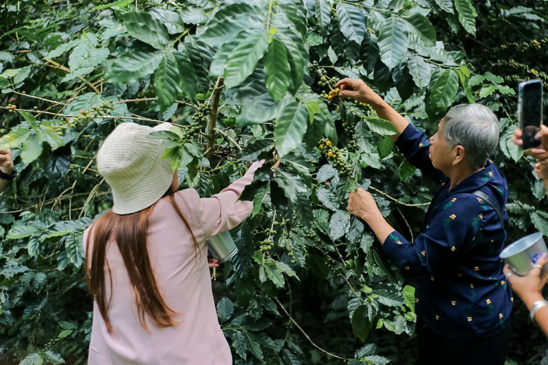 chiang mai coffee farm tour, chiang mai coffee farm