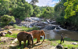 joy elephant sanctuary, joy elephant sanctuary chiang mai