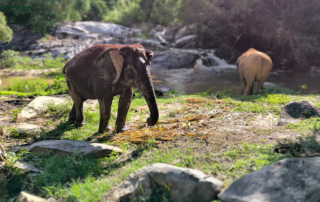 joy elephant sanctuary, joy elephant sanctuary chiang mai