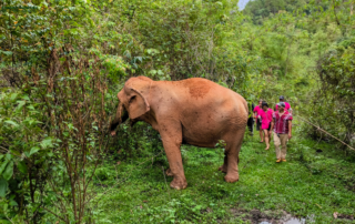 joy elephant sanctuary, joy elephant sanctuary chiang mai