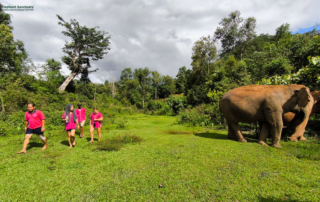 joy elephant sanctuary, joy elephant sanctuary chiang mai