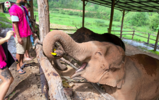 joy elephant sanctuary, joy elephant sanctuary chiang mai