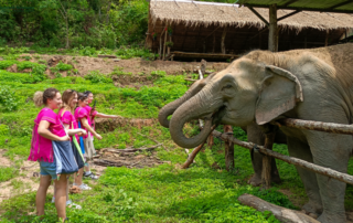 joy elephant sanctuary, joy elephant sanctuary chiang mai