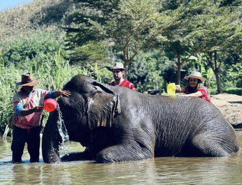 Chiang Rai Tour04 : Half Day Elephant Chiang Rai